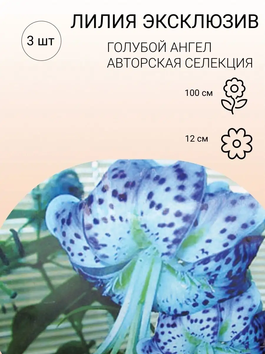 Луковицы Лилии Голубой Ангел/Эксклюзивная лилия Цветы Голландии 154252259  купить в интернет-магазине Wildberries