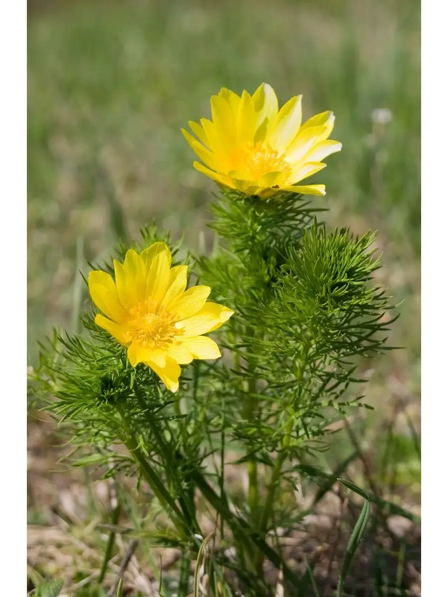 Адонис весенний горицвет. Горицвет весенний (adonis vernalis). Адонис весенний (горицвет весенний). Адонис со. Горицвет весенний.