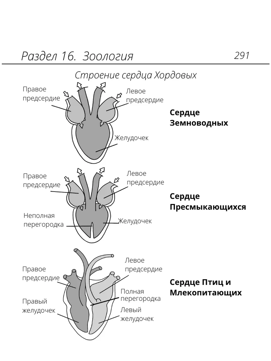 Карманный справочник ЕГЭ Алёны Бриз. Шпаргалка биология 2024 Онлайн школа  Breeze 154391466 купить за 1 088 ₽ в интернет-магазине Wildberries