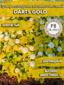 Пузыреплодник калинолистный Darts Gold Садовые Растения 154416972 купить за 282 ₽ в интернет-магазине Wildberries