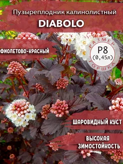 Пузыреплодник калинолистный Diabolo Садовые Растения 154438169 купить за 295 ₽ в интернет-магазине Wildberries