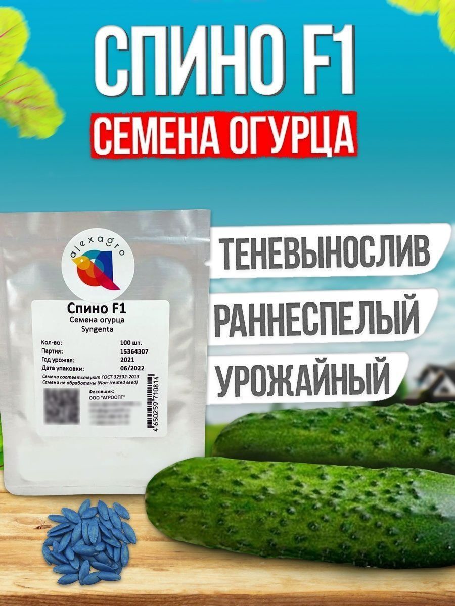 Огурцы спино в квартире. Огурцы спина описание сорта фото отзывы.