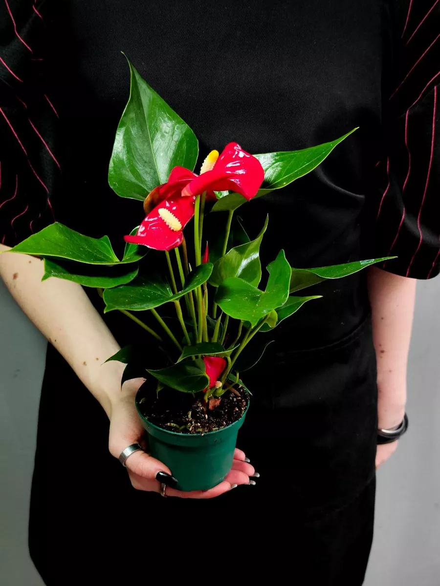 Антуриум Андре Красный (Anthurium Аndraeanum Red) D9см Exotica 154613930  купить в интернет-магазине Wildberries