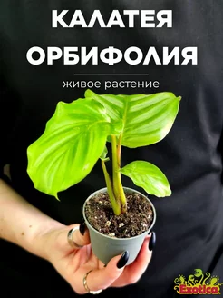 Калатея Орбифолия (Calathea Orbifolia) D6см Exotica 154614355 купить за 984 ₽ в интернет-магазине Wildberries