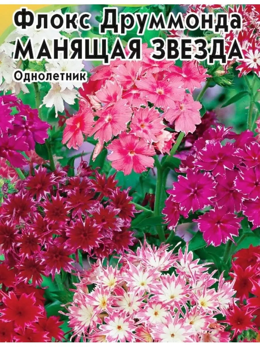 Флоксы Однолетние Купить Семена