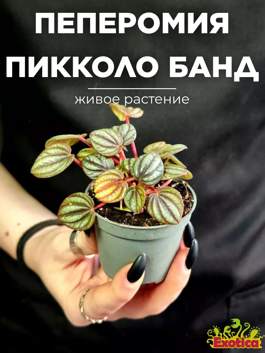 Пеперомия Пикколо Банда (Peperomia Piccolo Banda) D5см Exotica 154630676  купить за 673 ₽ в интернет-магазине Wildberries