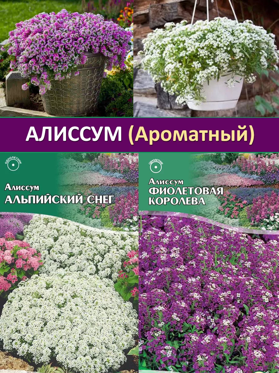 Однолетние цветы Алиссум ампельный 2 шт. Банк-Семян 154671018 купить в  интернет-магазине Wildberries