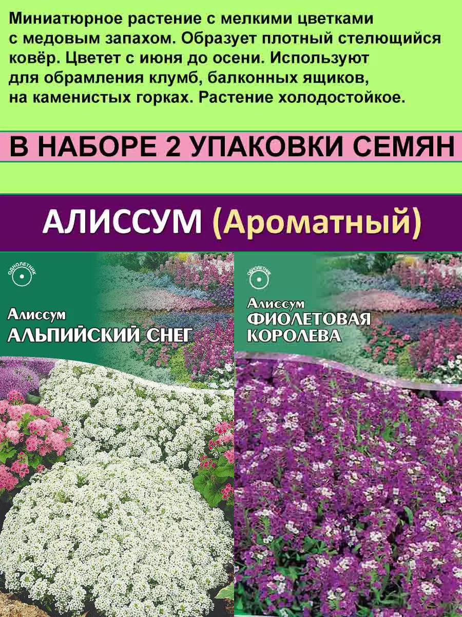 Однолетние цветы Алиссум ампельный 2 шт. Банк-Семян 154671018 купить в  интернет-магазине Wildberries