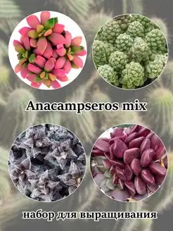 Anacampseros MIX (набор для выращивания) Стильные горшочки 154715265 купить за 357 ₽ в интернет-магазине Wildberries