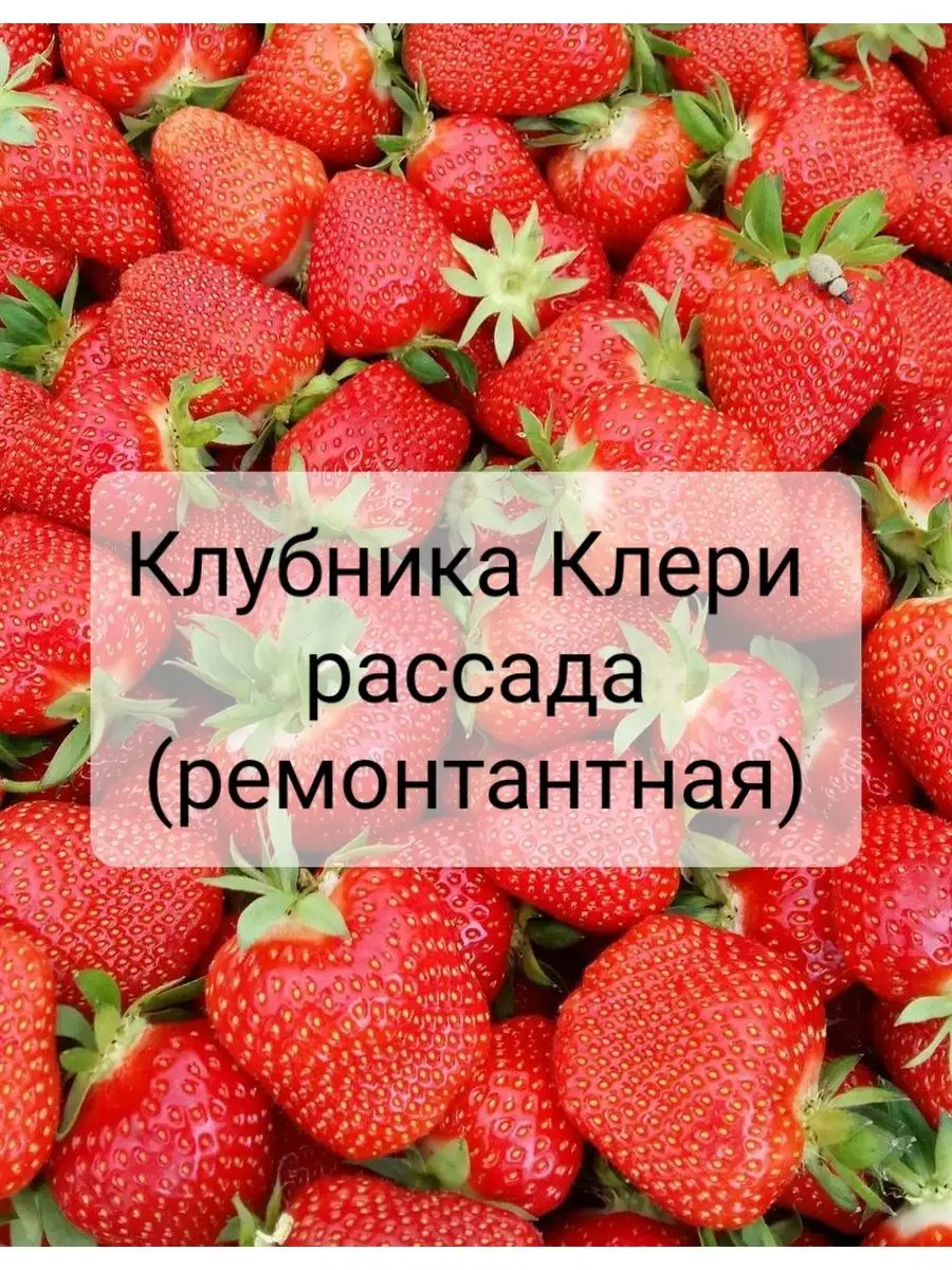 Клубника Клери особенности сорта и рекомендации Клубника Клери: особенности сорта и рекомендации