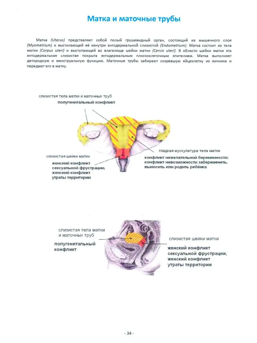 вагина изнутри 