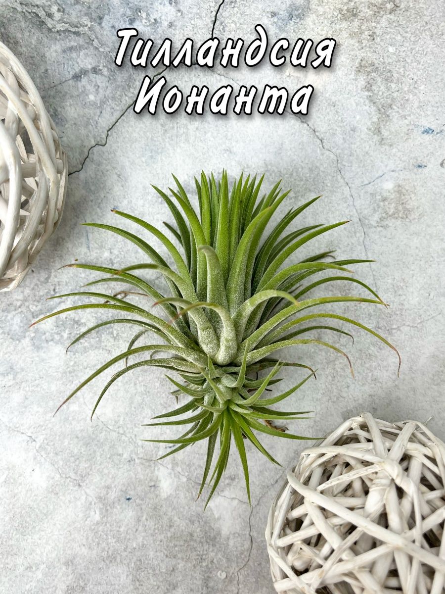 Тилландсия ionantha