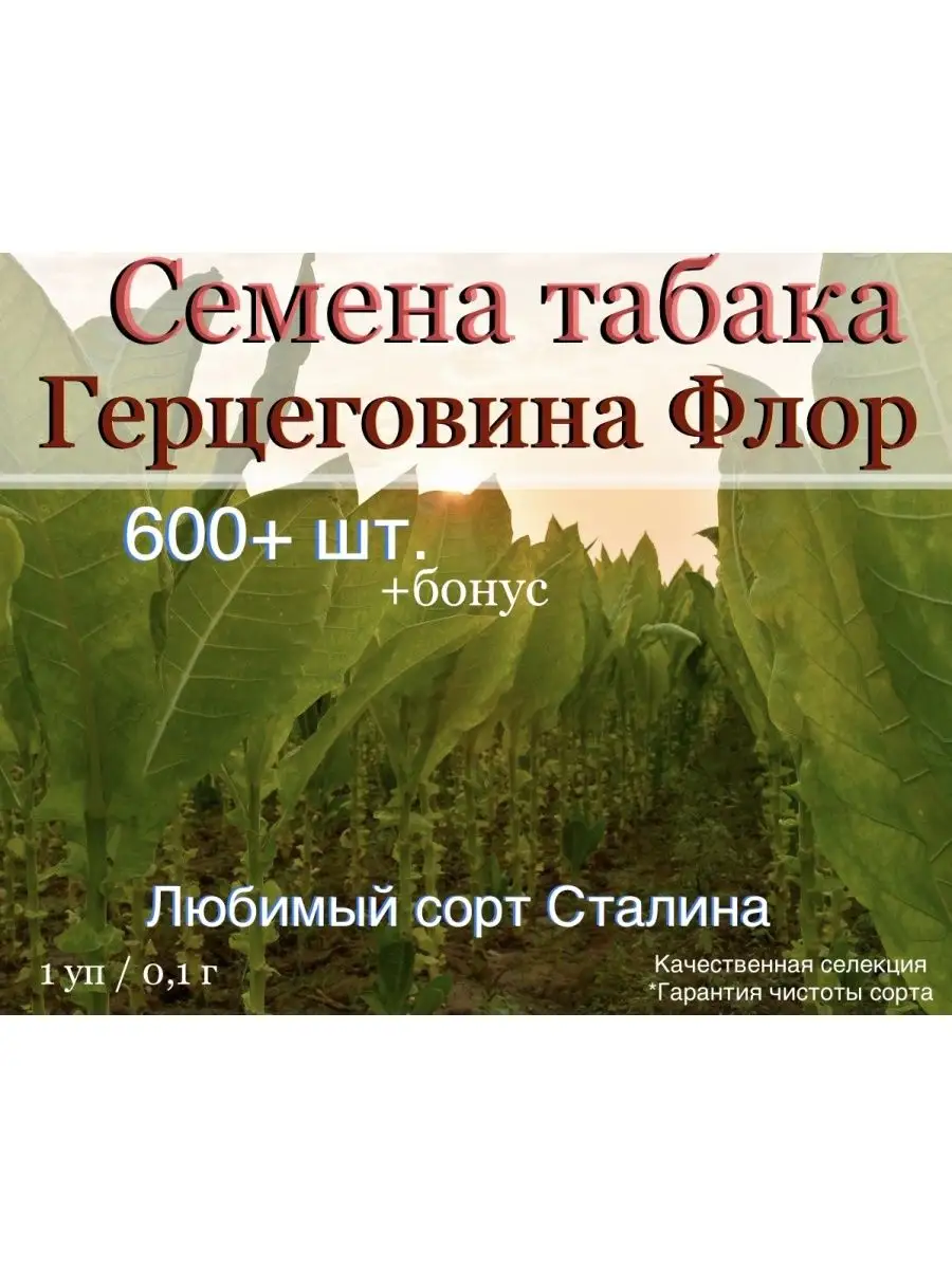 Семена табака Герцеговина Флор Masloff-tobacco 154837299 купить за 162 ₽ в  интернет-магазине Wildberries