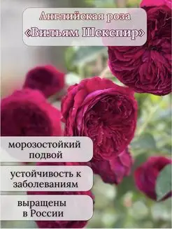 Саженец розы Вильям Шекспир Мосоазис 155062652 купить за 626 ₽ в интернет-магазине Wildberries