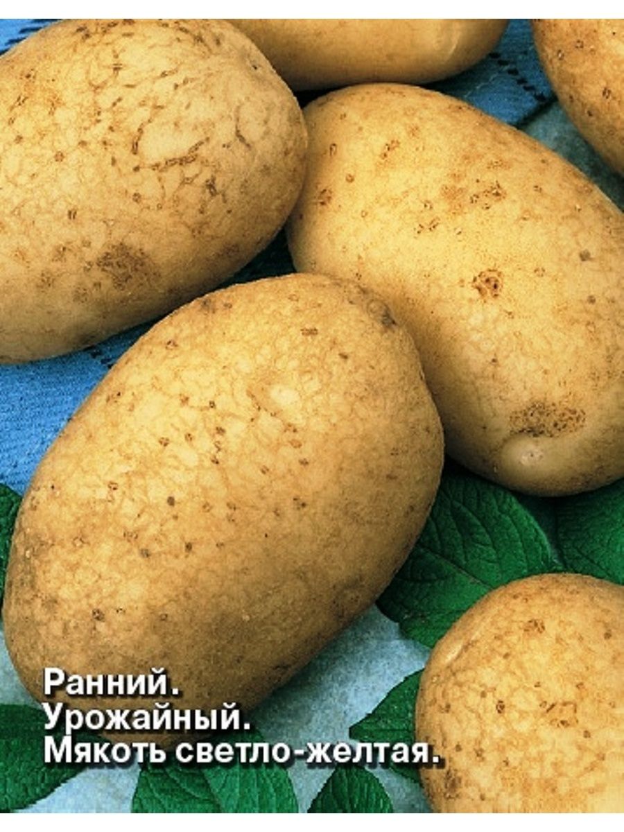 Урожайные сорта картофеля для средней. Аусония сорт картофеля. Картофель медвежья лапа сорт. Картофель скороспелка сорта. Сорт картофеля Ароза.