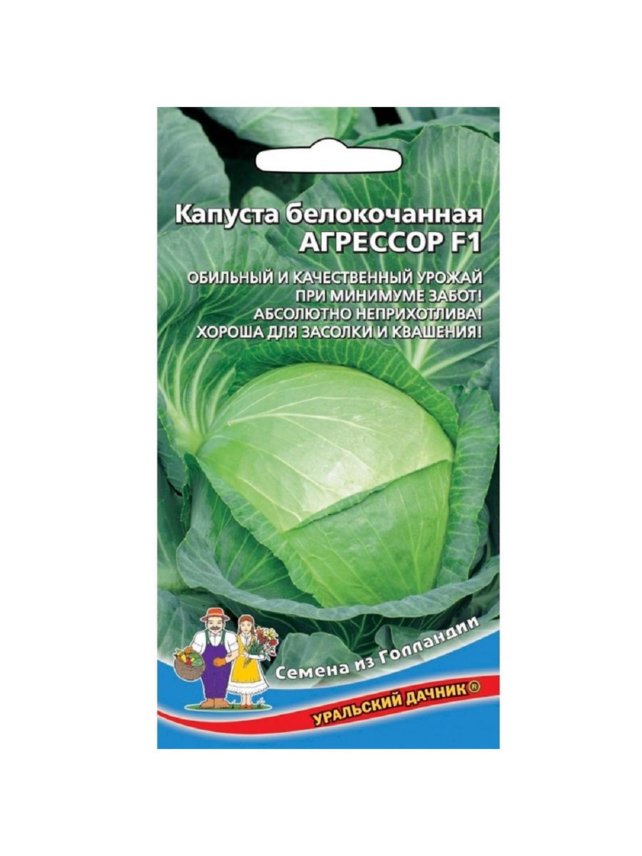 Капуста агрессор f1 описание. Капуста б/к Агрессор f1 Голландия. Капуста Агрессор f1 б/к Агроэ. Капуста белокочанная Агрессор f1 белокочанная. Капуста б/к "Агрессор" f1.
