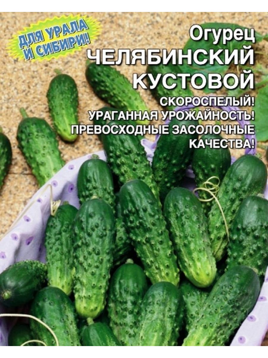 Какие огурцы кустовые