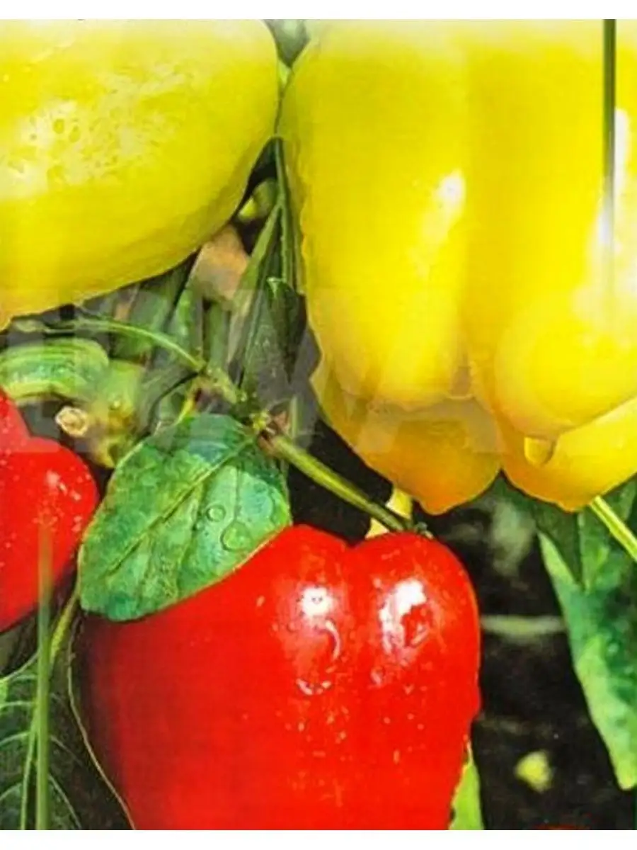 Перец семена коллекционные. Перец сладкий яркая радуга. Сладкий перец абрикосовая фаворитка. Перец изюминка 15шт. Перец сладкий адмирал нахимов.