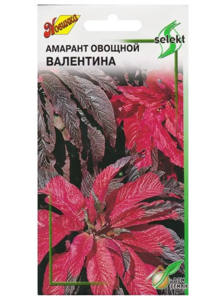 Цветок амарант вишневый бархат. Амарант метельчатый. Амарант сорт ацтек. Кик амарант. Амарант трехцветный иллюминейшн.