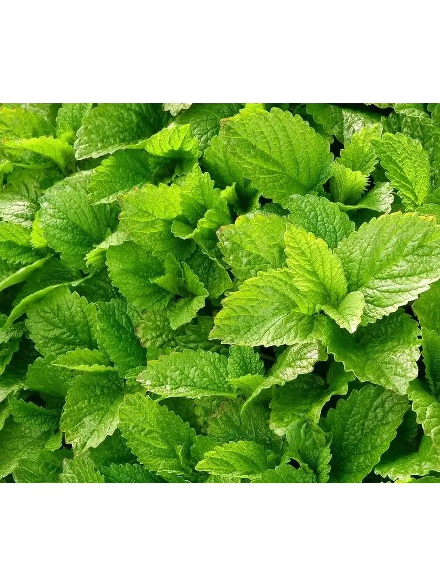 Мята ментоловая семена. Семена мяты мелиссы. Мята гарден минт. Семена мяты мелиссы. Мята кадриль.