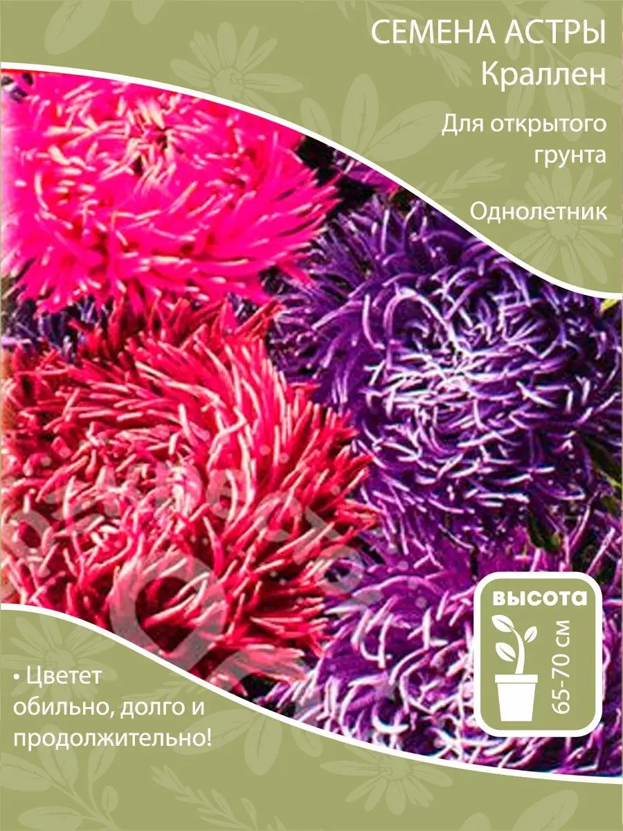 Семена астры Краллен