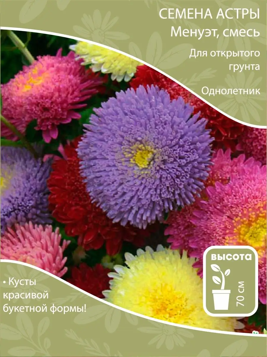 Семена астры Менуэт, смесь