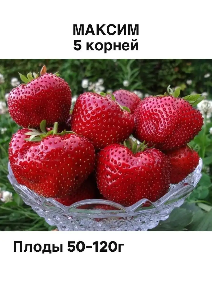 Клубника МАКСИМ 5 корней 155144637 купить за 288 ₽ в интернет-магазине  Wildberries