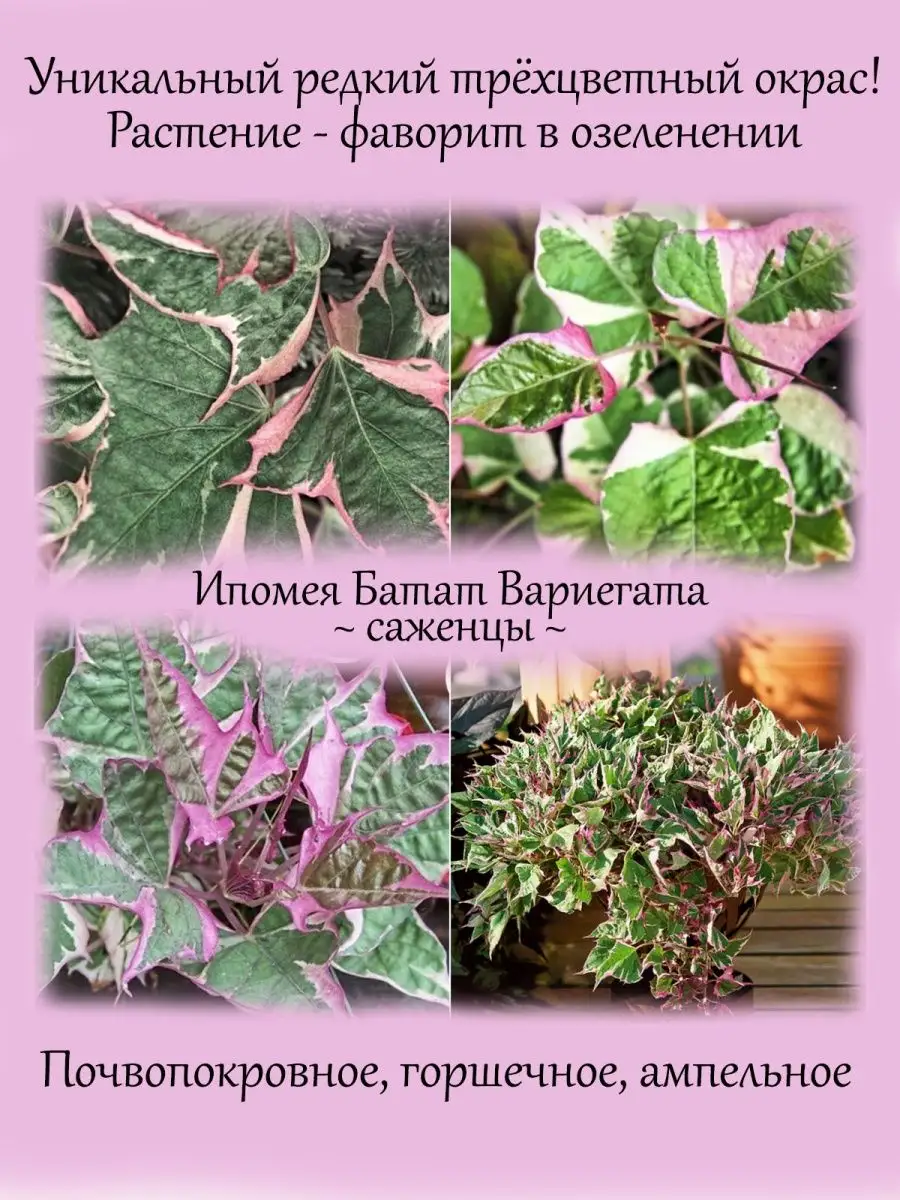 Ипомея батат вариегата Udivi 155208118 купить в интернет-магазине  Wildberries