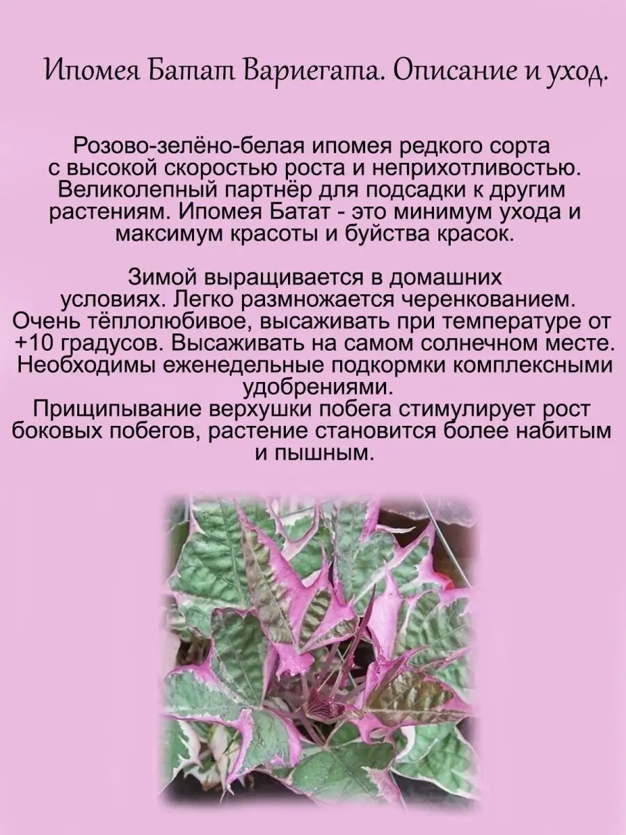 Ипомея батат вариегата Udivi 155208118 купить в интернет-магазине  Wildberries