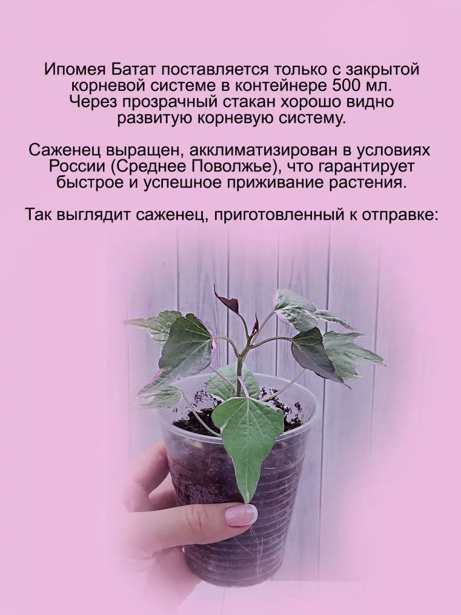 Ипомея батат вариегата Udivi 155208118 купить в интернет-магазине  Wildberries