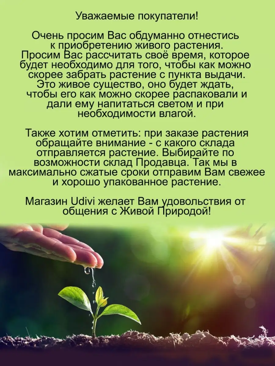 Ипомея батат вариегата Udivi 155208118 купить в интернет-магазине  Wildberries