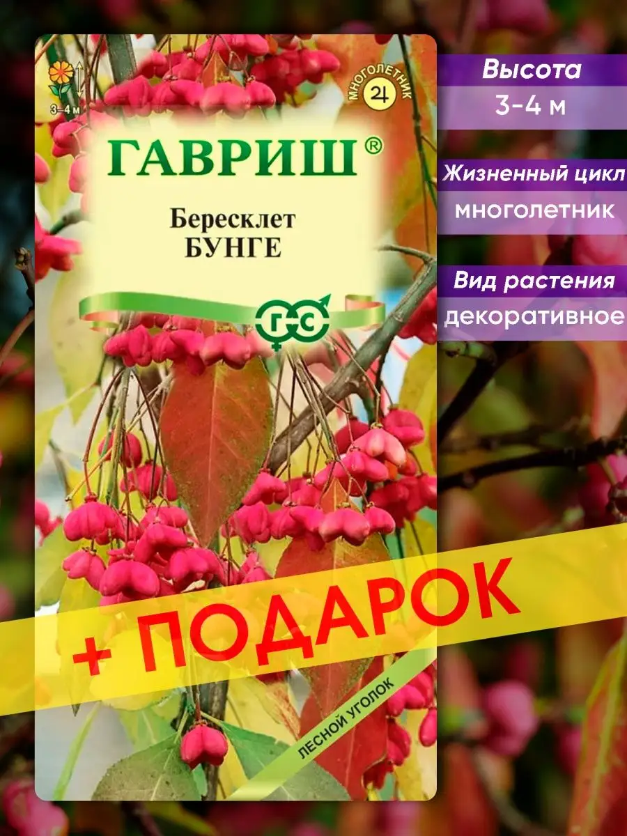 Бересклет семена