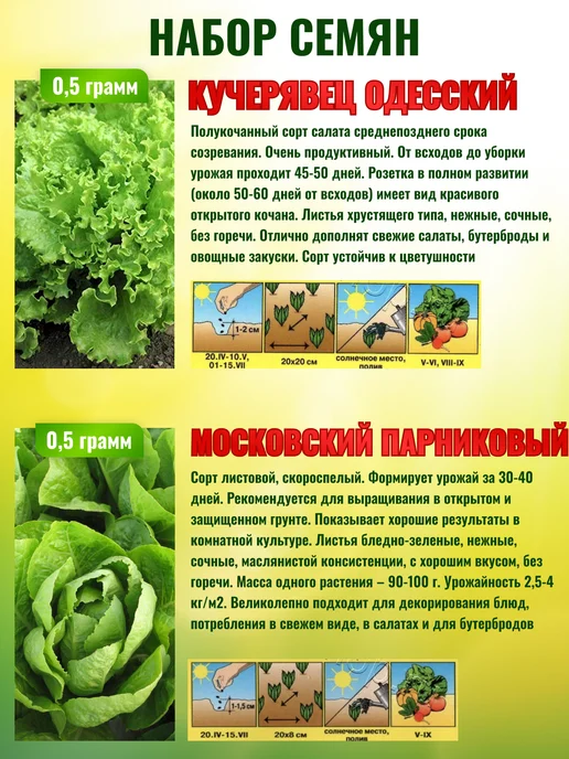 Агрофирма АЭЛИТА Семена салата листового для открытого грунта, зеленый, фото 4
