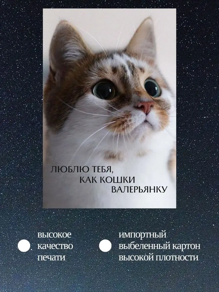 Любимый котик