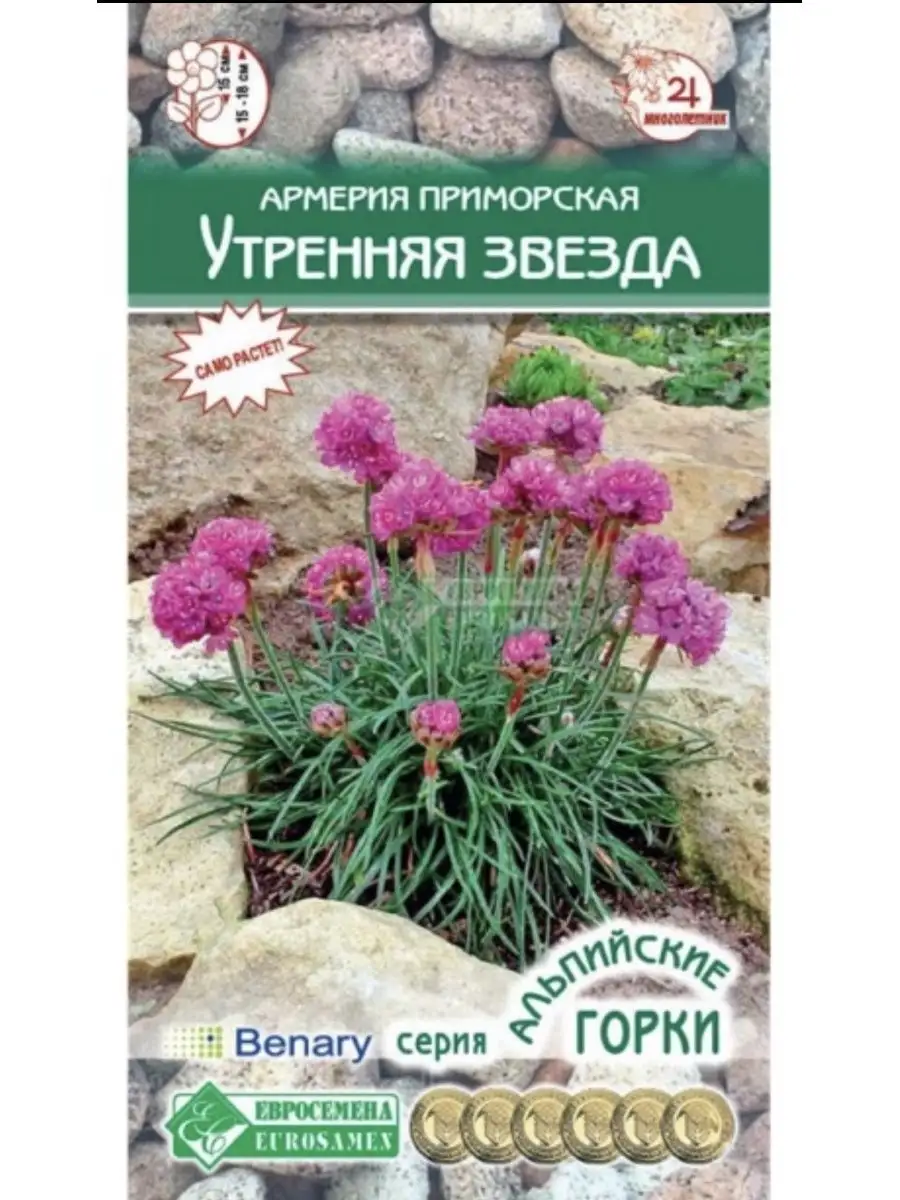 Армерия приморская «Утренняя звезда» Стильные цветы 155525498 купить за 142  ₽ в интернет-магазине Wildberries