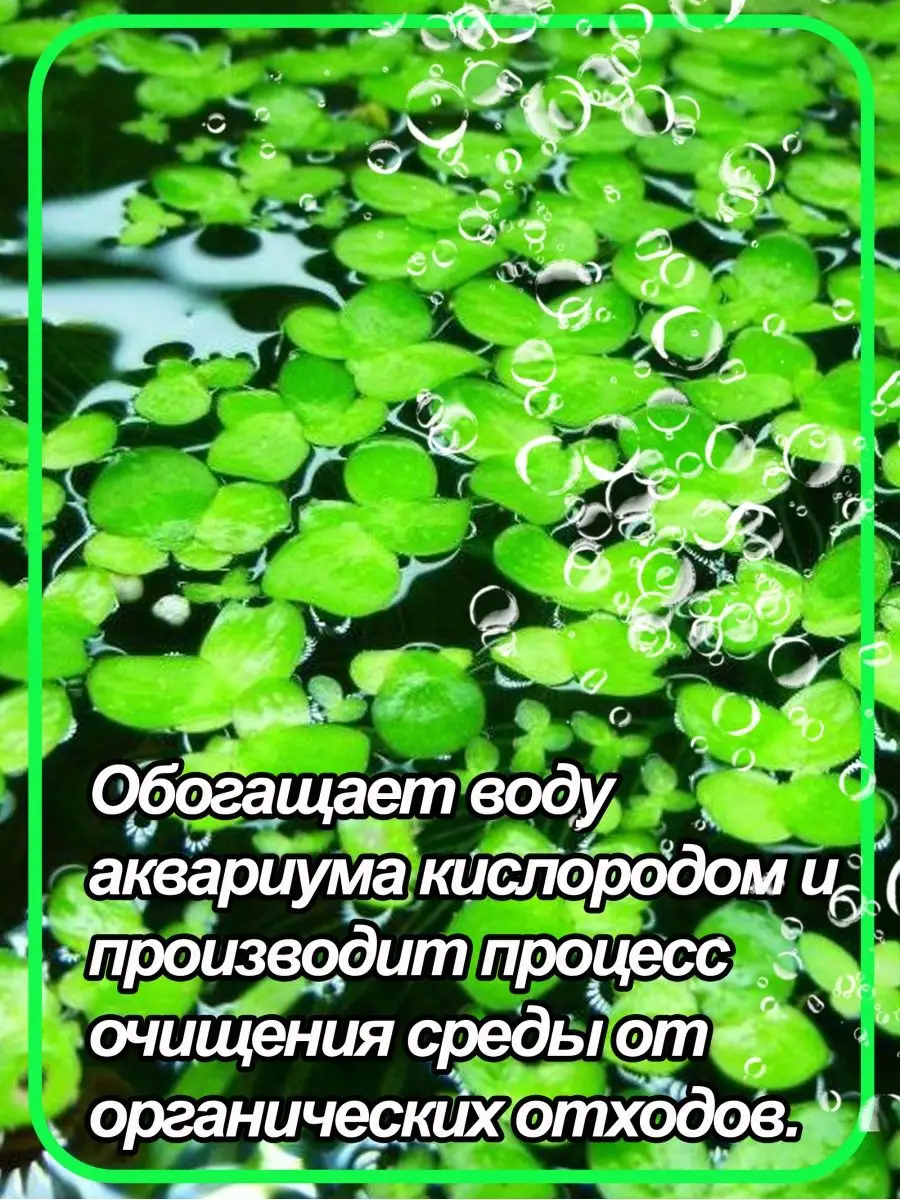 Ряска Green_World_Aqua 155720581 купить в интернет-магазине Wildberries