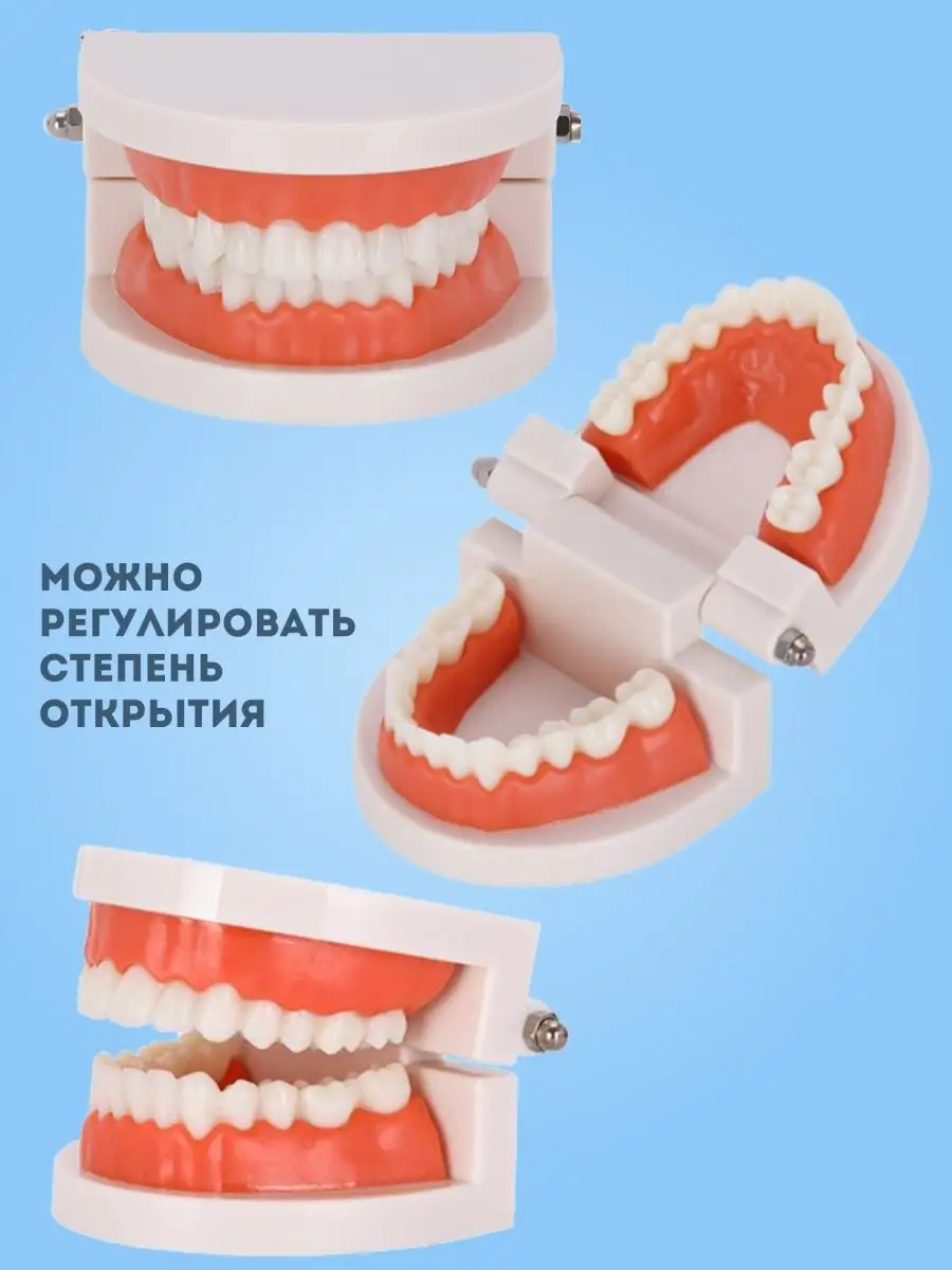 Анатомическая модель челюсти и зубов, макет для стоматолога 155759880  купить за 346 ₽ в интернет-магазине Wildberries