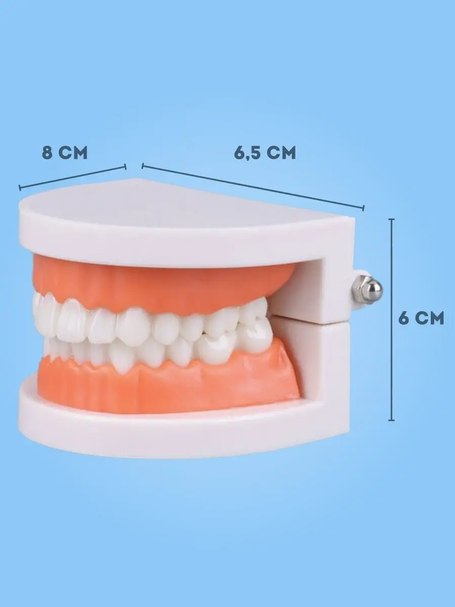 Анатомическая модель челюсти и зубов, макет для стоматолога 155759880  купить за 346 ₽ в интернет-магазине Wildberries