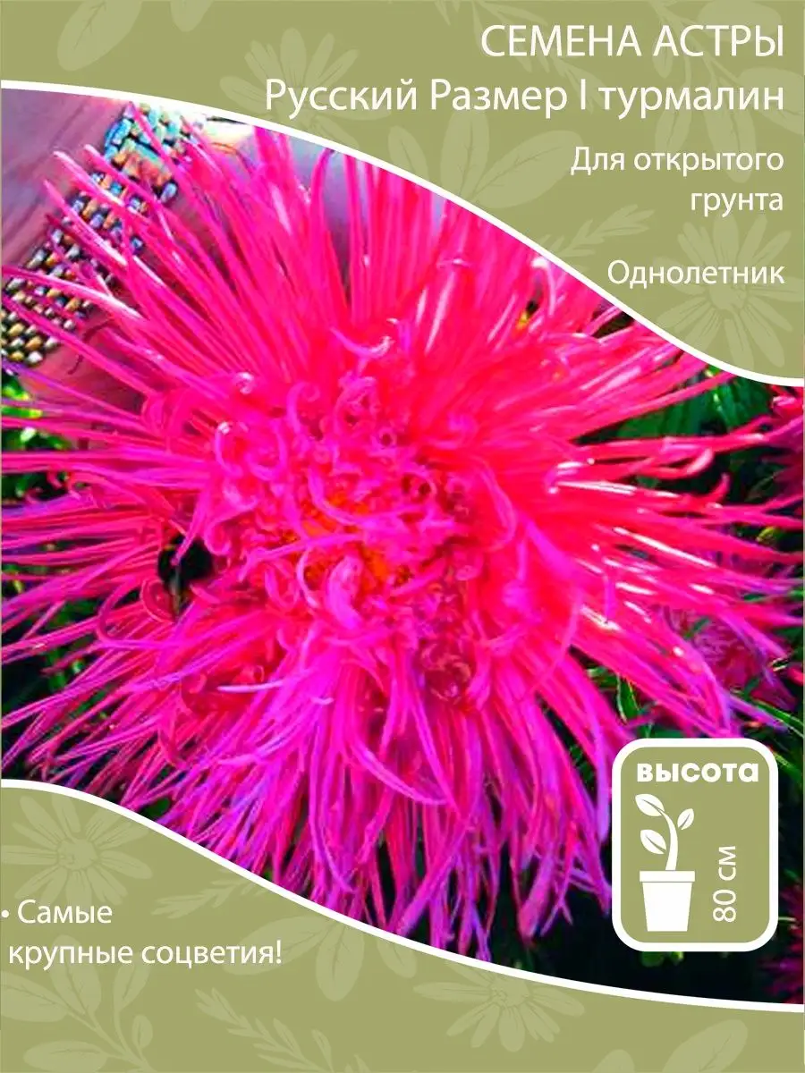 Семена астры Русский...
