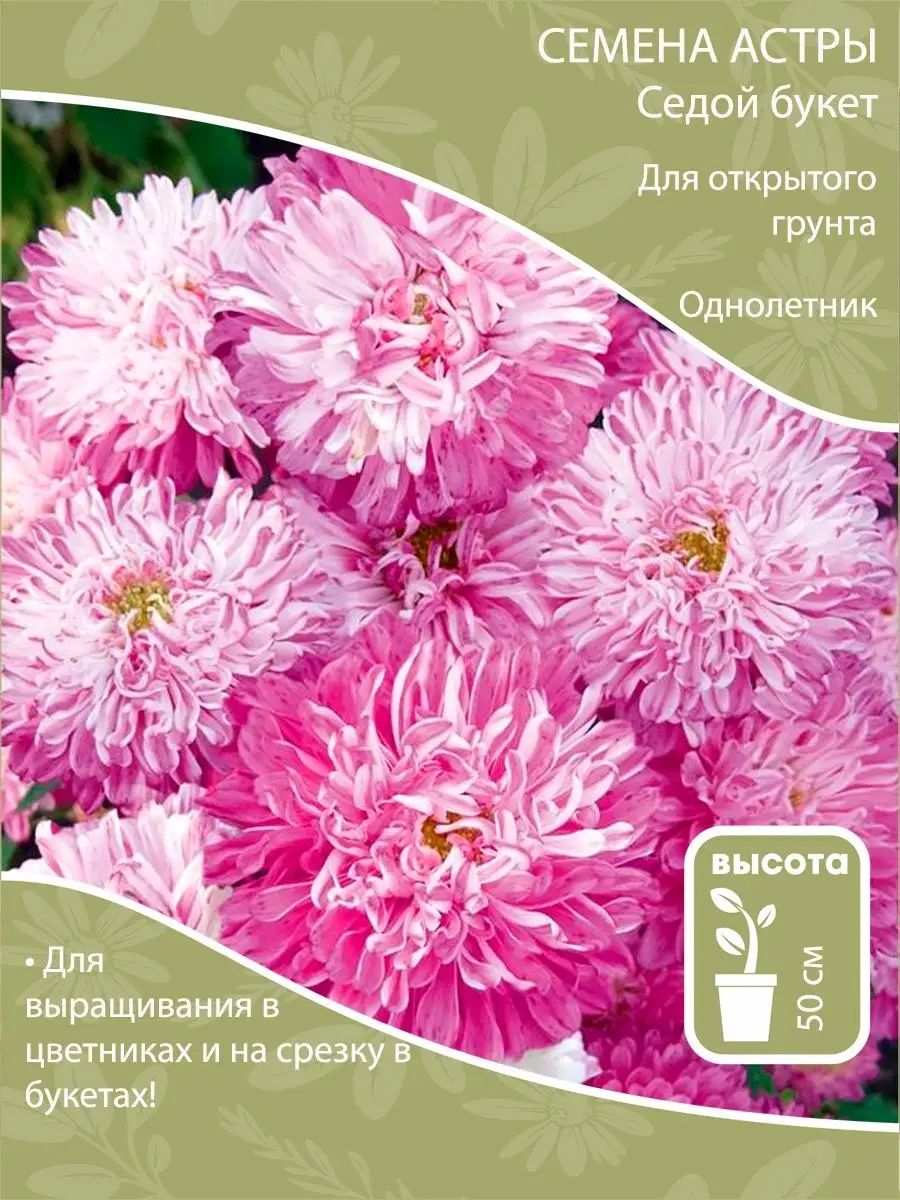 Семена астры Седой букет