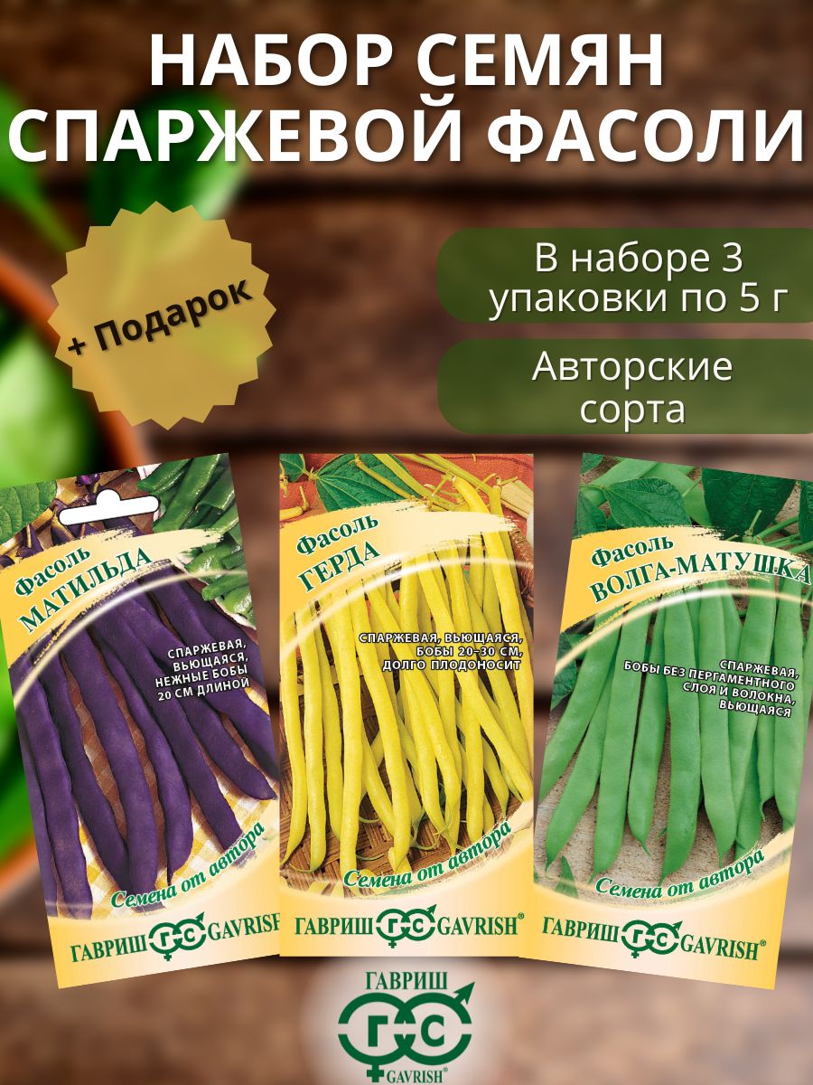 Компания фасоль. Фасоль спаржевая Мавританка Гавриш. Семена фасоль масляный Король. Лук батун русский зимний. Лук батун русский зимний фото.