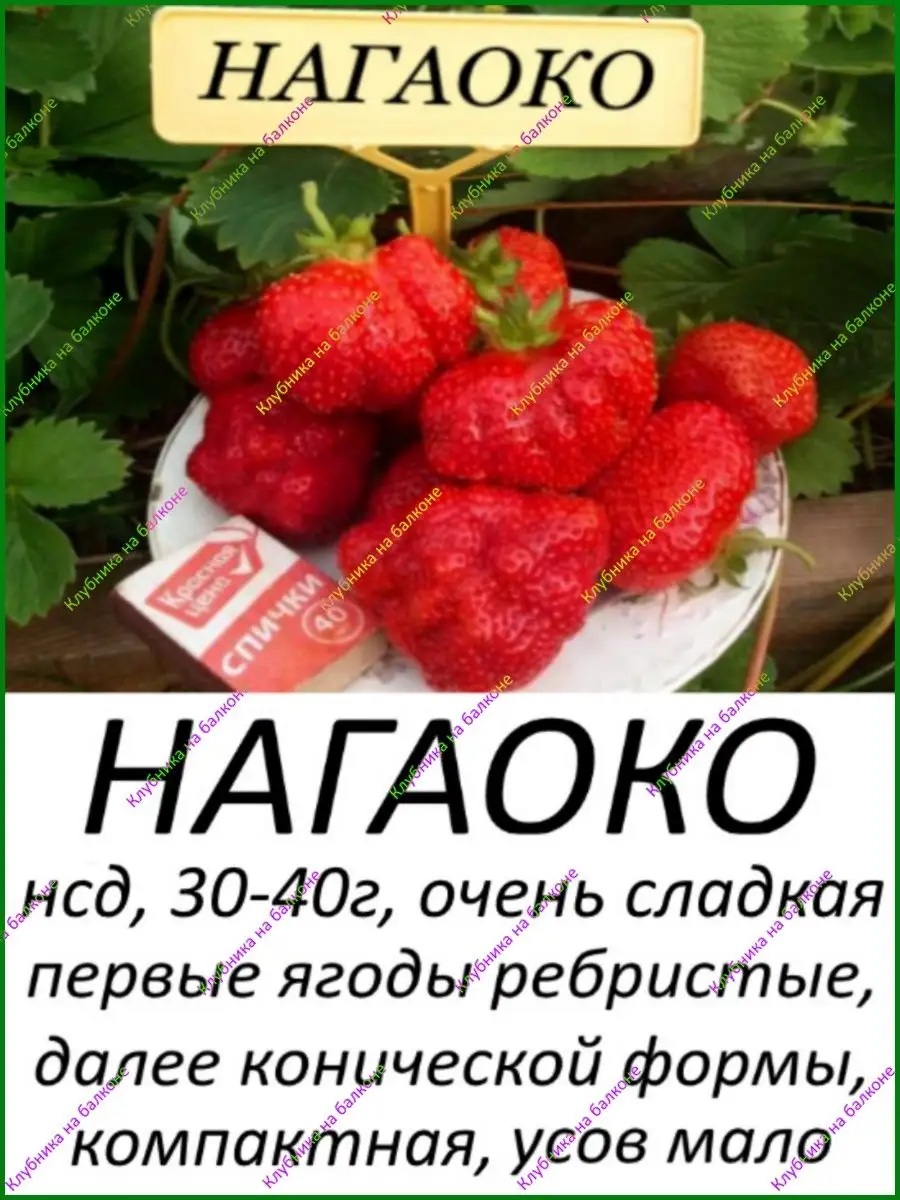 Клематис Таежный снег и Нагаоко Клубника на балконе 156206986 купить в  интернет-магазине Wildberries