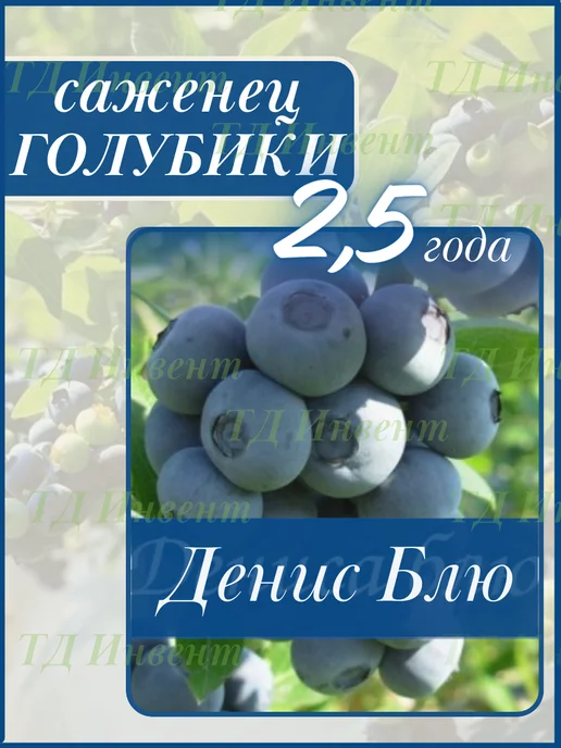 Саженцы Голубика высокорослая Пионер ( 3-4 года , С5 , 40-60 см ) - купить с дос