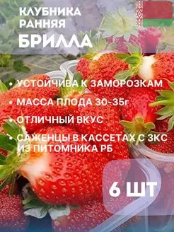 кассета Клубника Брилла ранняя 6шт Белорусские саженцы 156287701 купить за 631 ₽ в интернет-магазине Wildberries