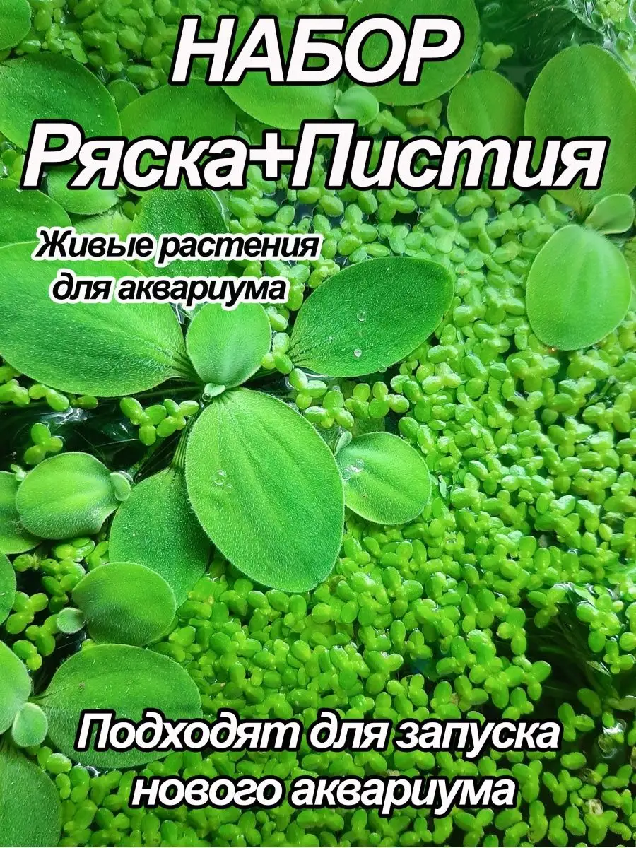 Набор живых плавающих и фильтрующих аквариумных растений Green_World_Aqua  156307979 купить в интернет-магазине Wildberries