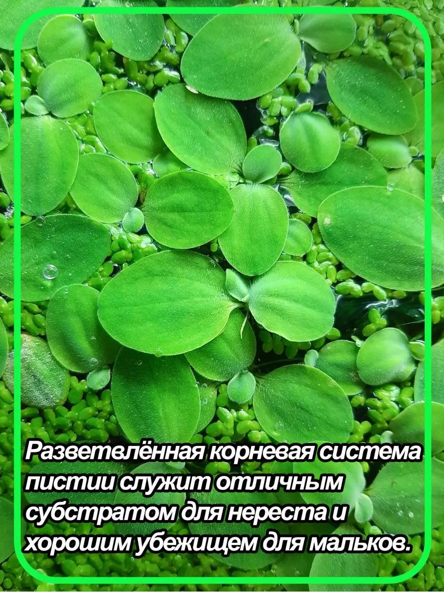 Набор живых плавающих и фильтрующих аквариумных растений Green_World_Aqua  156307979 купить в интернет-магазине Wildberries