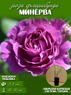 саженцы роз флорибунда Минерва Vash_sad 156345111 купить за 371 ₽ в интернет-магазине Wildberries