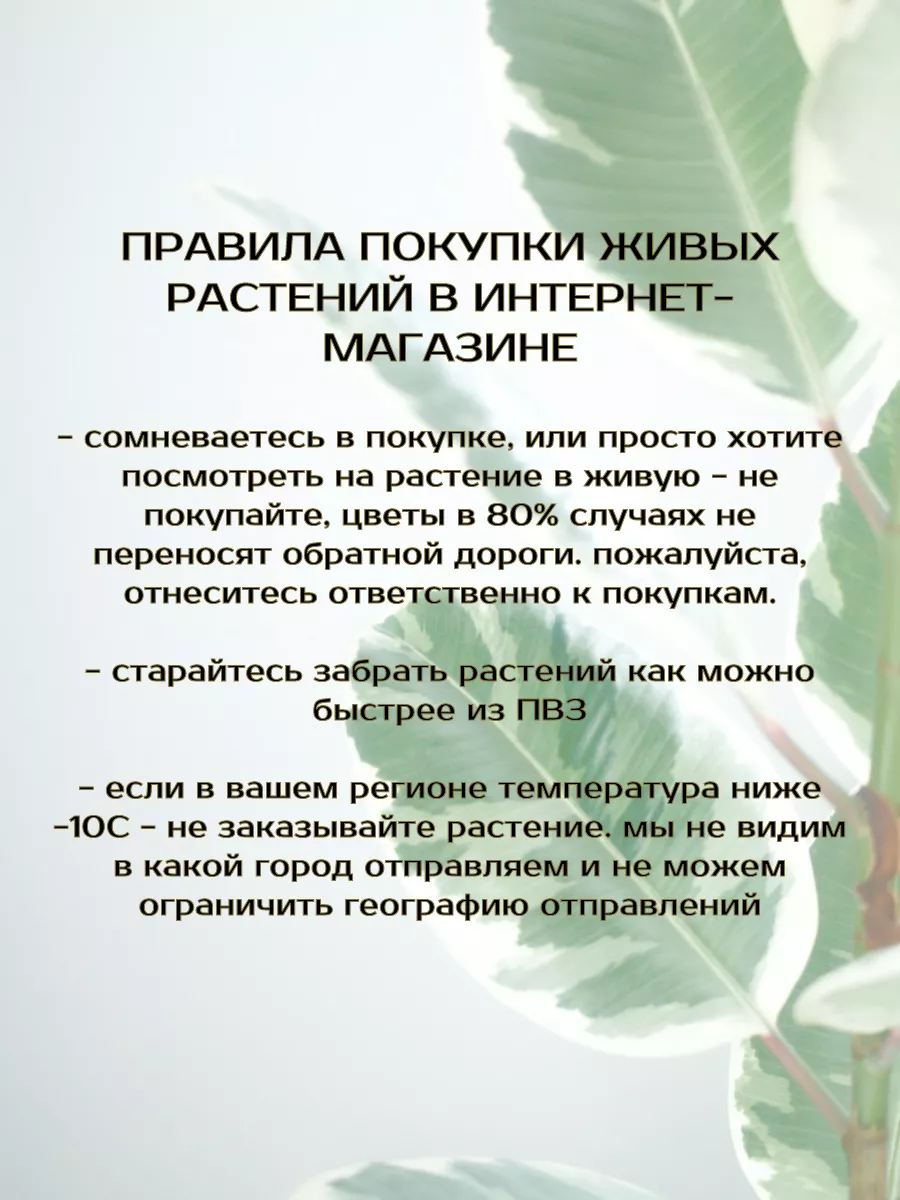 Крассула овата сансет денежное дерево толстянка GRINOTEKA 156379520 купить  за 1 725 ₽ в интернет-магазине Wildberries