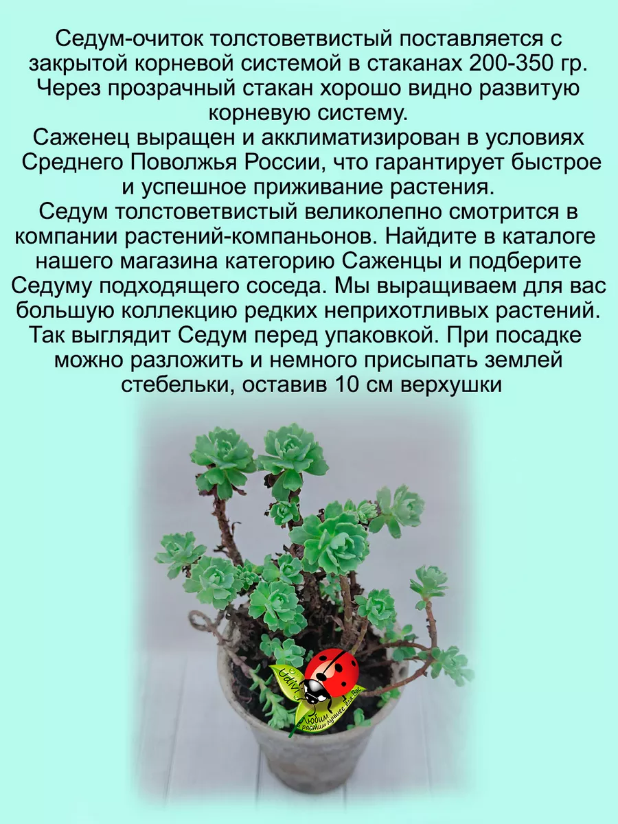 Седум Толстоветвистый очиток почвопокровный Udivi 156453796 купить за 437 ₽  в интернет-магазине Wildberries