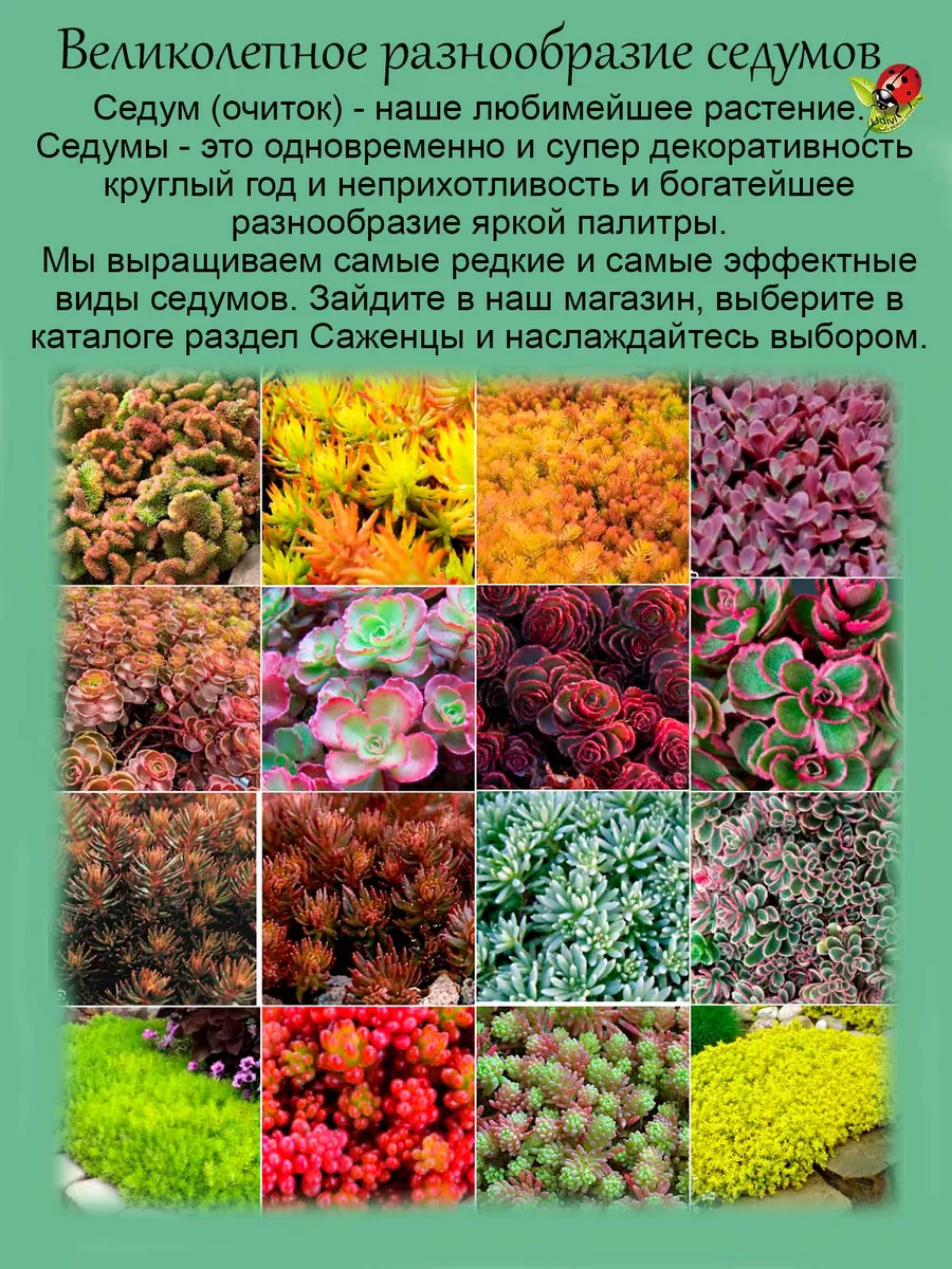 Седум Толстоветвистый очиток почвопокровный Udivi 156453796 купить за 437 ₽  в интернет-магазине Wildberries